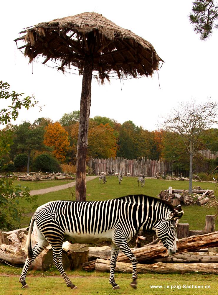 Afrika Savanne im Zoo Leipzig