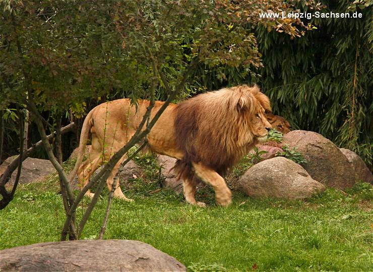 zoo leipzig aktuell: löwen savanne