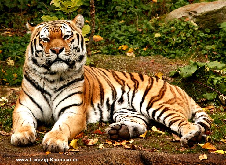 Sibirische Tiger (Amurtiger) Panthera tigris altaica
