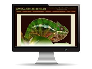 Internetprojekt Chamaeleon & Reptilienzucht