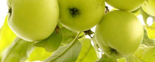 Alte Obstbaumsorten