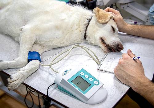 Tierarzt Praxen in Leipzig