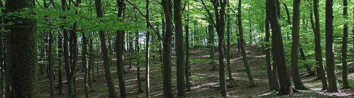 brennholz aus sachsen