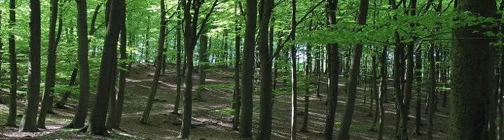 kaminholz aus sachsen