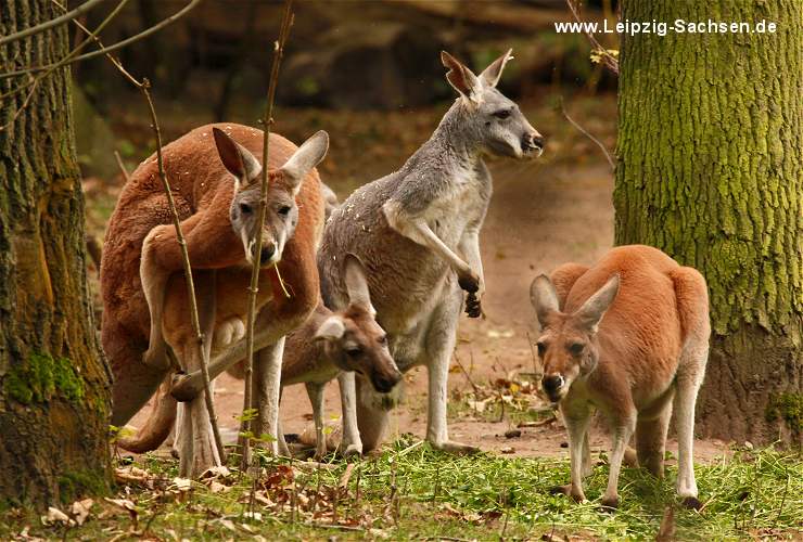 Kangaroo Familie im Tierpark Leipzig