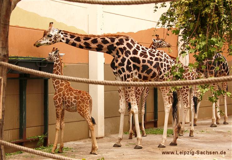 Leipzig Zoo