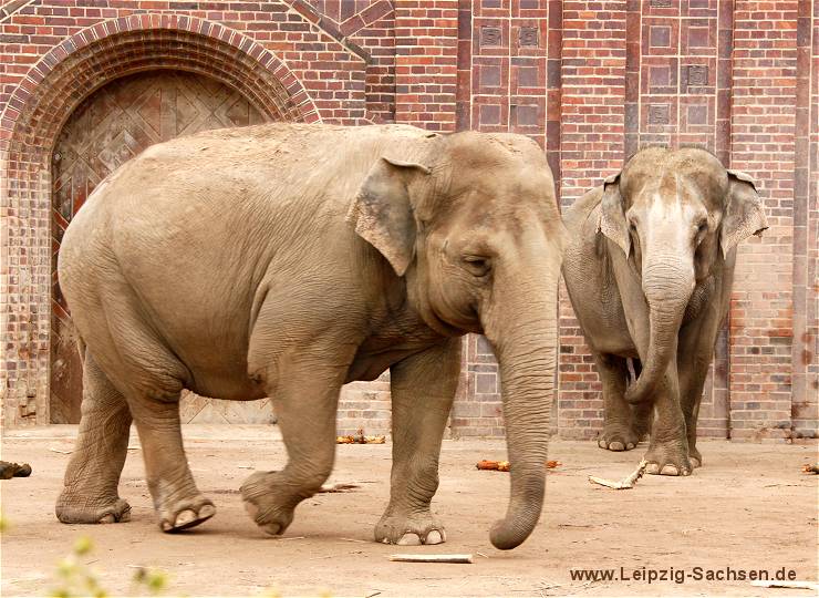 Zoo Leipzig Elefantenanlage