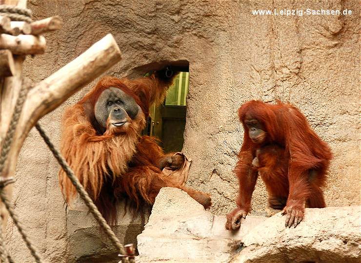 Orang Utan Familie in der Menschenaffenanlage