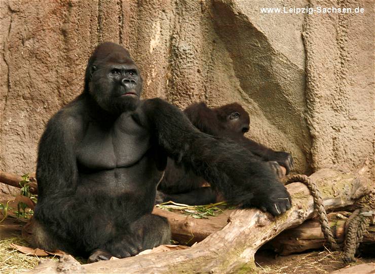 Gorillas im Zoo Leipzig Pongoland (Westlicher Flachlandgorilla)