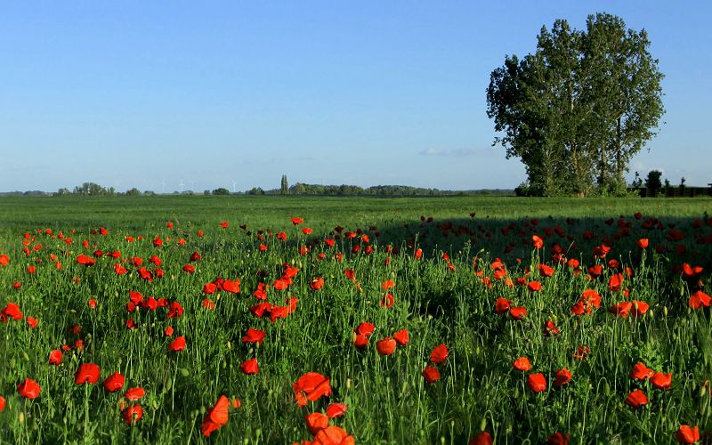 Foto:  Leipzig unbebautes Baugrundstck