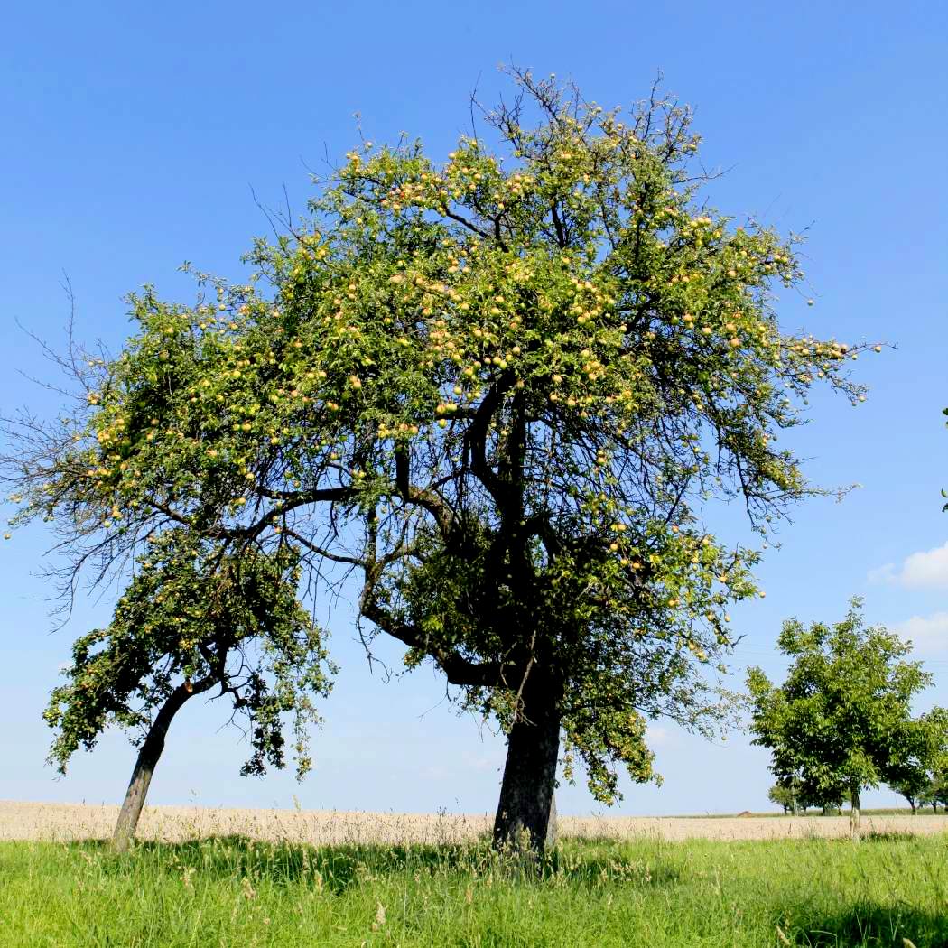 Immobilien Grundstck im Kohrener-Land