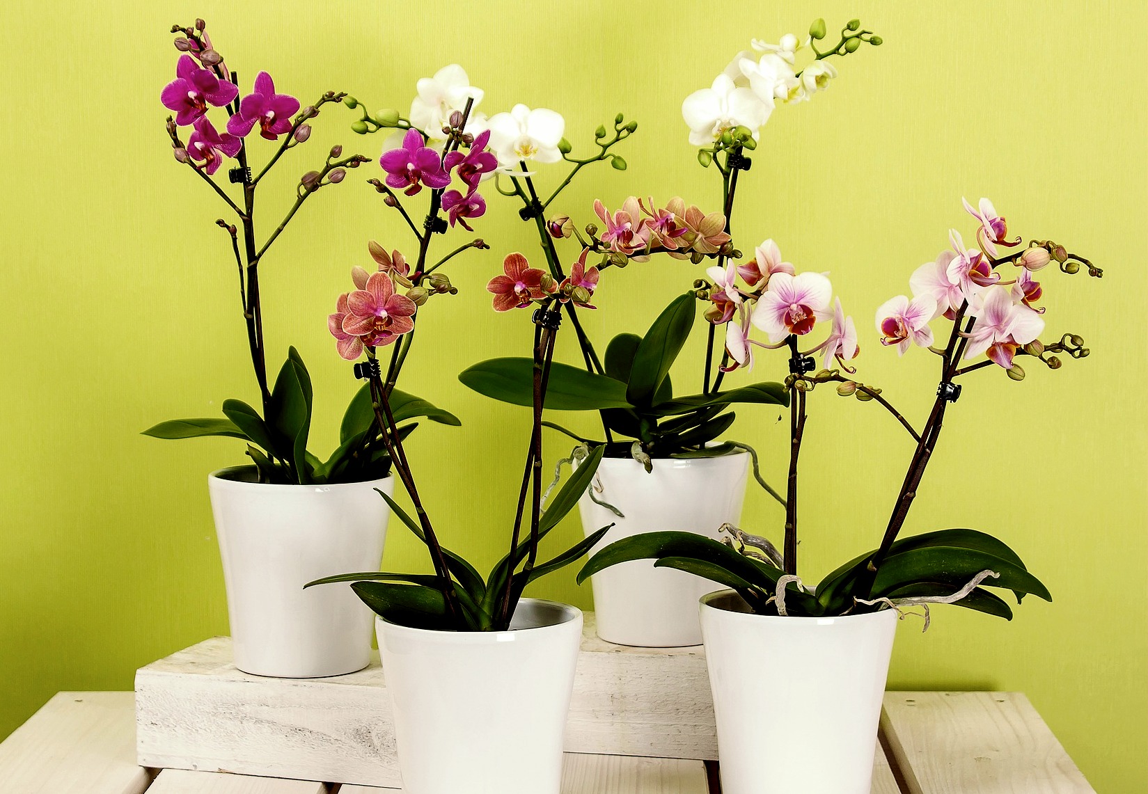 Badezimmer Orchideen Blumendeko