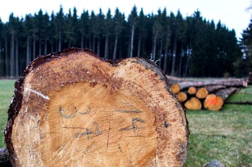 Holzsorten fr den Mbelbau