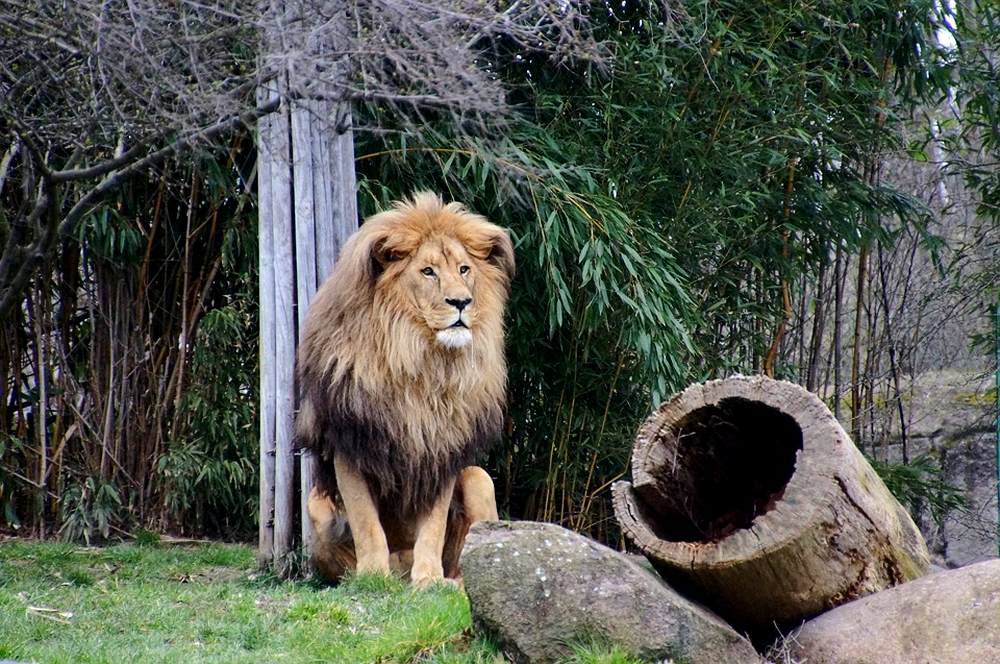 Foto: Leipzigs Sehenswürdigkeit No-2 - Der Zoo im Zentrum der Stadt