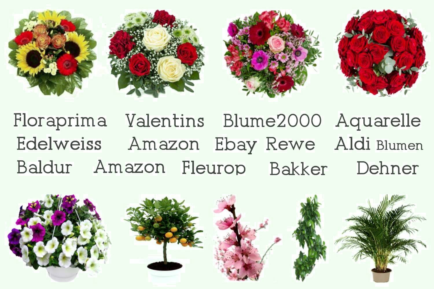 Blumen Lieferservice Anbieter im Vergleich